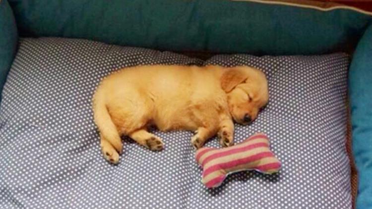 過年要做大掃除，記得也給狗砸做一遍