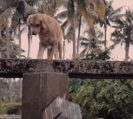 主人养的两只鹦鹉被金毛放走，事后还将笼子扔到河里，结局泪目