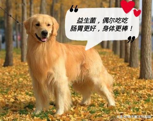 家里养狗的一定要重视, 狗狗在冬天最容易得这5种病!