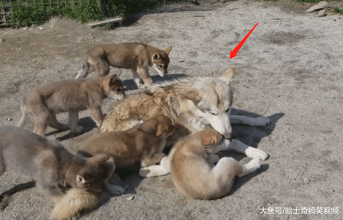 二哈為狼犬生了6只寶寶，結果沒一只像它，現在不甘心帶娃了