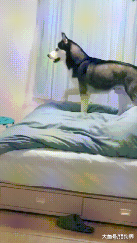 二哈深夜臭美照镜子, 主人: 臭美吧你! 二哈: 我帅吧, 拿智商换的