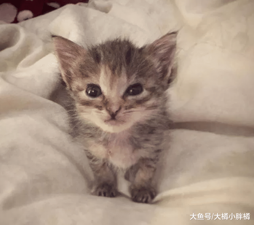 女孩捡到7只湿漉漉的小猫，免费养大后送去新家，却回扣了2只猫