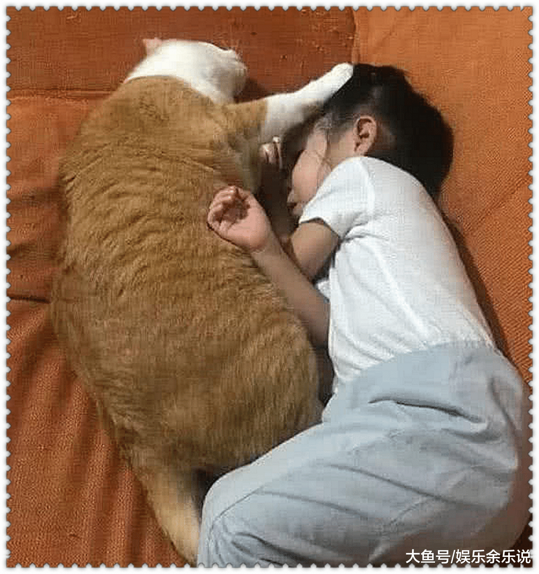 橘猫胖成猪被送去减肥，2年后问猫咪情况，看到照片后，不淡定了