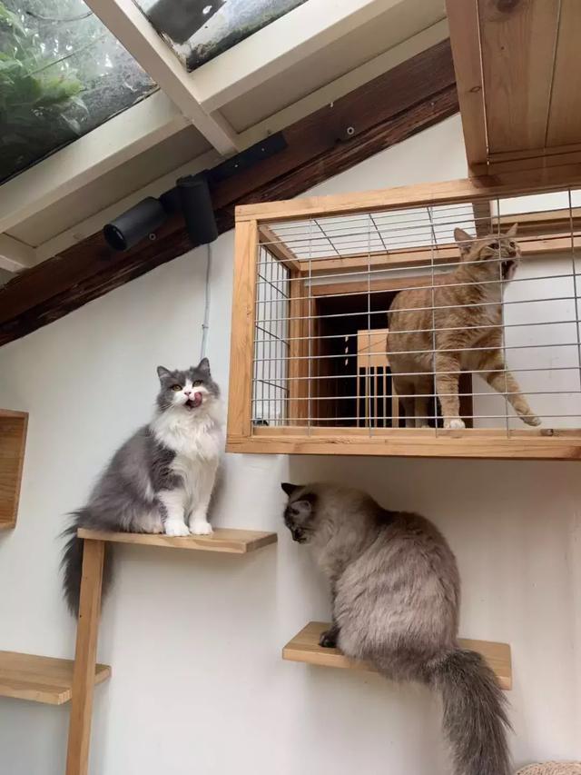 男子经营书店多年，生意好的原因却是因为一只收养的流浪猫