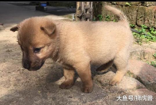 小土狗受委屈离家出走，主人第二天出去找，开门那一刻不淡定！