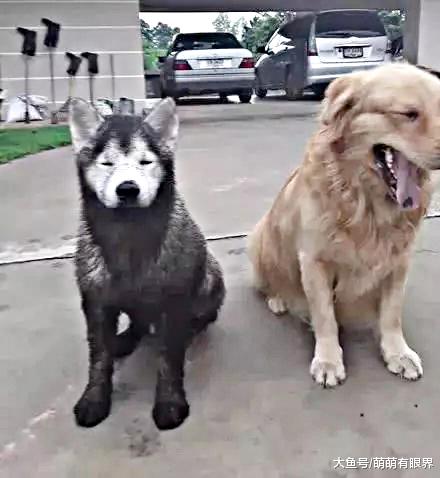 养了一只白色的哈士奇，但是这狗从来没白过，看到原因笑翻了