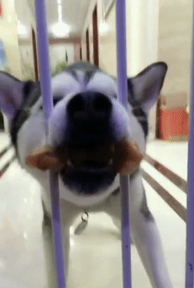 主人隔着围栏喂鸡腿，二哈举动让他哭笑不得，哈士奇：太欺负狗了