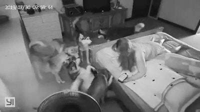 哈士奇早上突然惨叫，吵醒其他狗狗和主人，结果只是哈士奇卖蠢