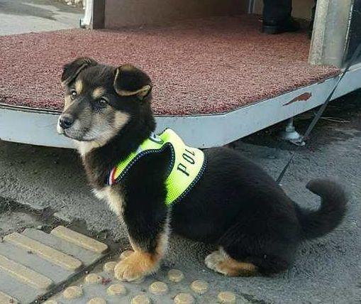 流浪狗陪警衛站崗一整夜，14天后竟得到專屬警服，走上狗生巔峰
