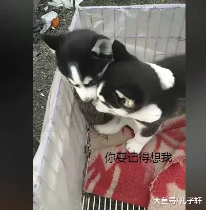 哈士奇兄弟被带来狗市卖，分别前紧抱在一起，以后就要天各一方了
