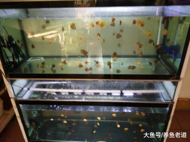 鱼缸过滤的重点到底在哪里, 新鱼友们要学会基本功!