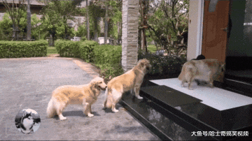 4只金毛在门口排队，没人敢“插队”，宠主：它们都很自觉
