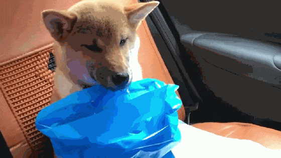 柴犬晕车, 坐在后座直吐口水, 主人的举动暖心了……