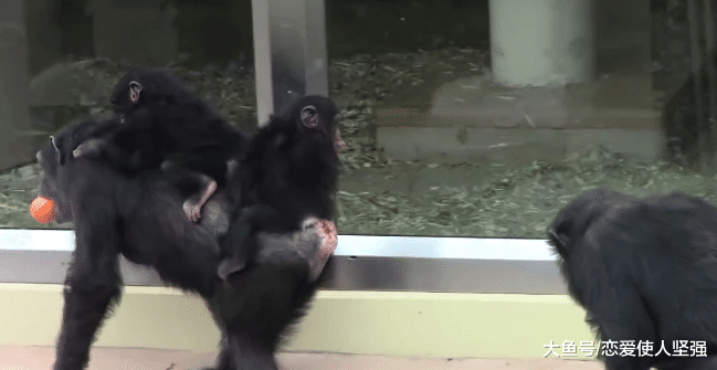 为人母则刚，雌猩猩的举动让人称赞，但雄猩猩却被冷落！