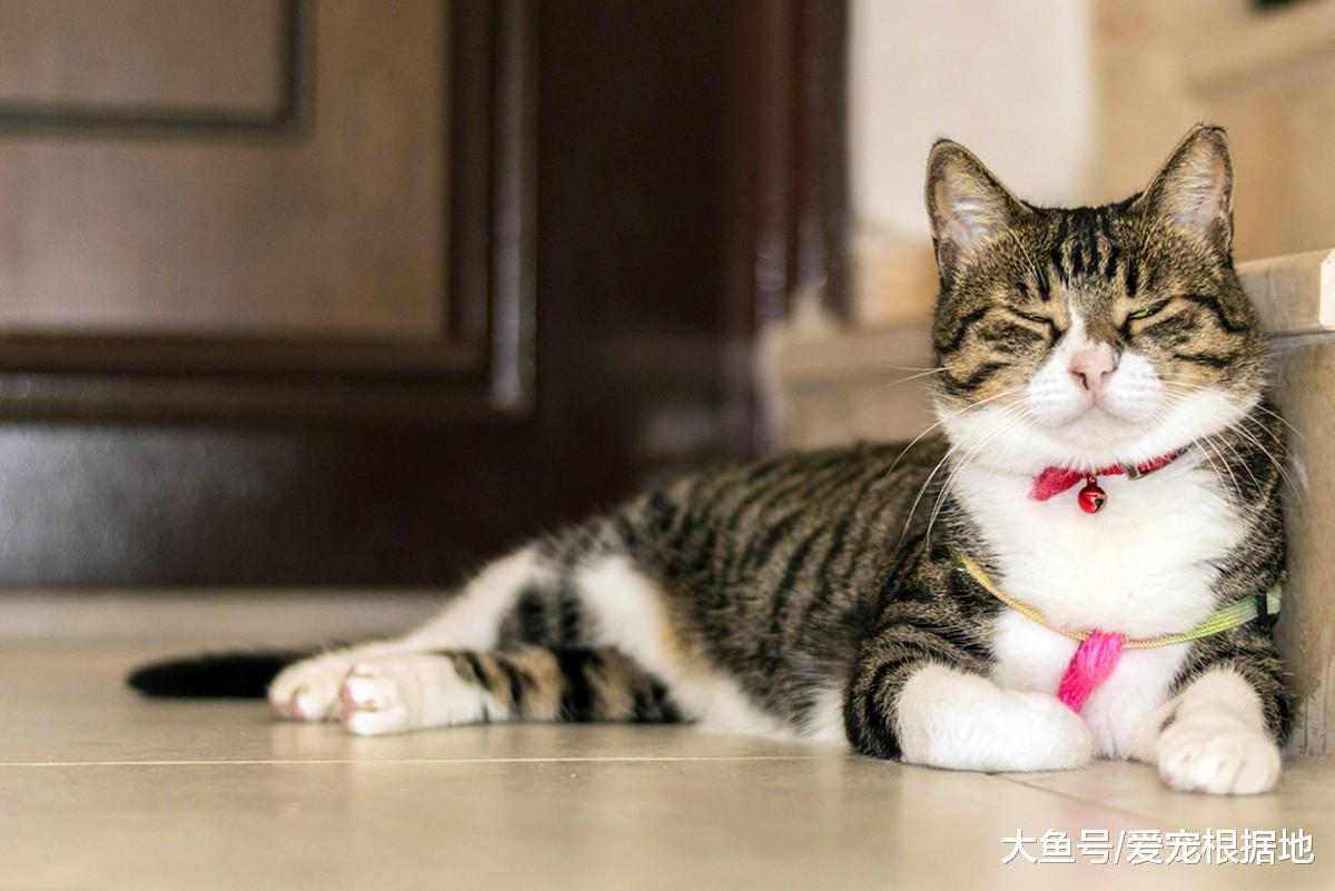 猫主因搬家发布领养信息，12只猫被弃烂尾楼，被拆穿后疯狂打脸