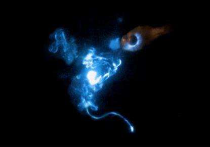 辟谣：所谓的喷火鱼根本不会喷火，真会喷火的竟是它！