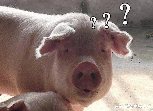 非洲猪瘟邻家大母猪死了，德阳人的猪肉还自由吗？