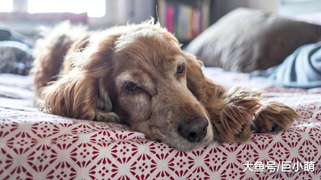 老年狗，常受充血性心力衰竭困扰，别忽略了早期信号