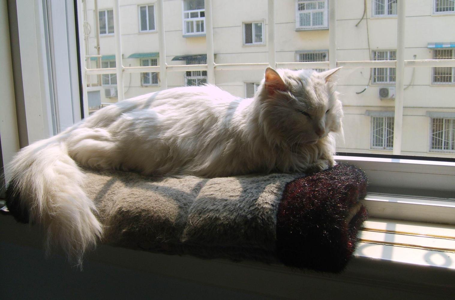 年老的猫咪总是犯错, 别指责它了, 它可能得了“老年痴呆症”!