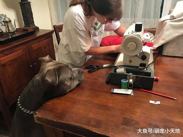 比特犬咬破奶嘴枕头，心急找奶奶缝补拍桌狂嘤：要轻轻的