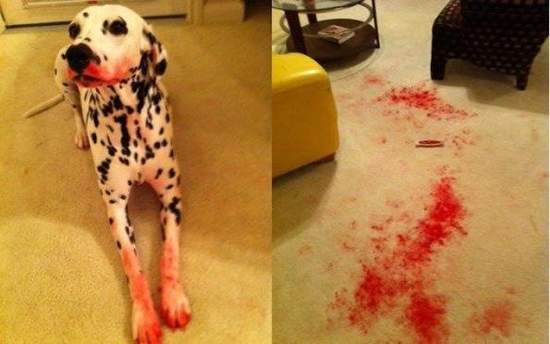 偷擦口红的宠物们，想变漂亮就直说嘛，何必这样呢