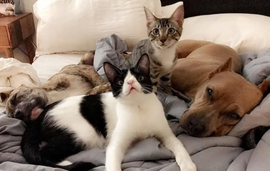 小猫因长相被丢弃野外，狗狗出现拯救了它，给它一个温暖的家