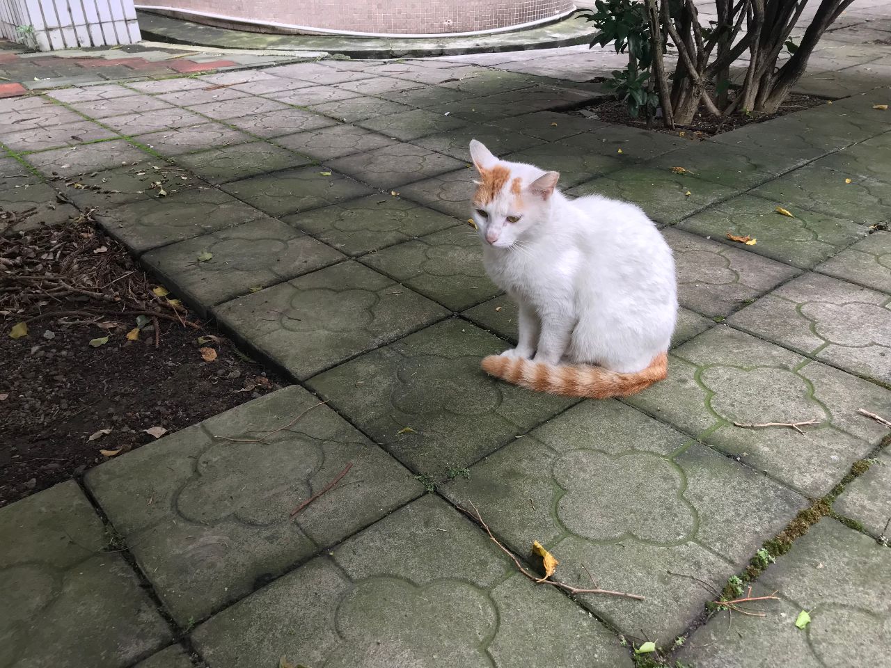 看见自家的猫，想要过去跟它打招呼，结果它不是在瞌睡就是打哈欠