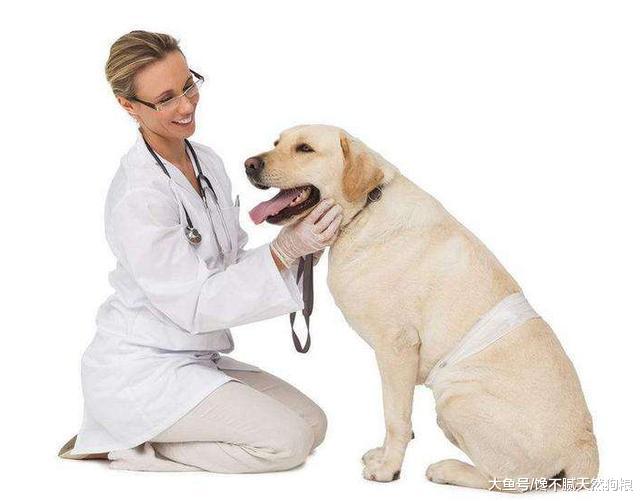 别让拉布拉多的贪吃，导致它发胖，从而引发疾病