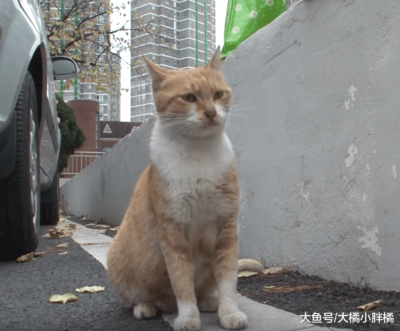 流浪猫只要袋子里的食物，叼走袋子从不当面吃食，原因却让人感动