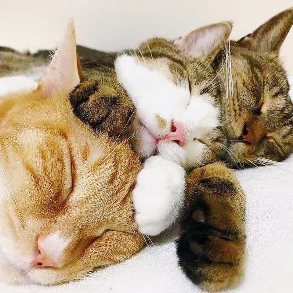 三只猫咪感情太好，连睡觉都要抱在一起！这模样要萌死人啊……