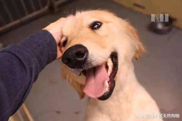 在狗狗眼中, 摸头有这5个含义, 不熟悉的别犯错!