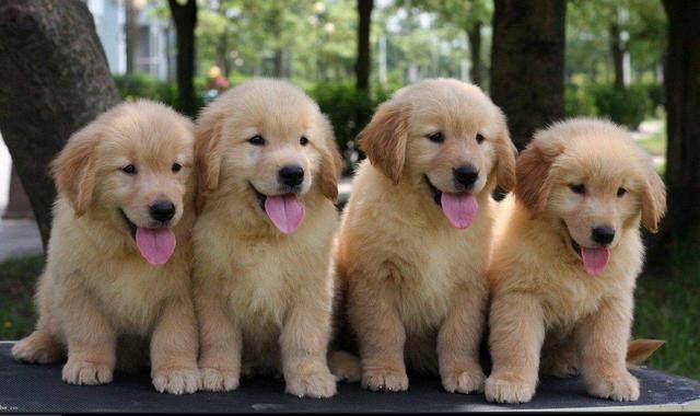 一只纯种的金毛犬, 具有以下“6个特征”, 你家的是串串吗?