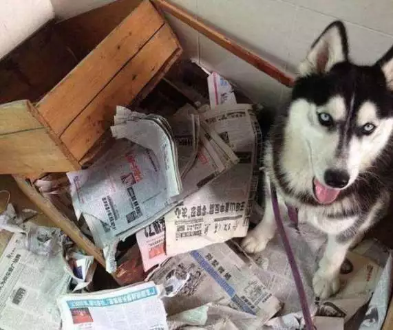 哈士奇被大理石桌子崩掉牙，满脸委屈：我的拆家大业毁于一旦