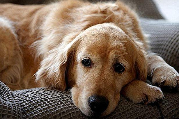 狗狗会受到病痛的困扰，这五个位置是最经常疼痛的，你家狗狗会吗