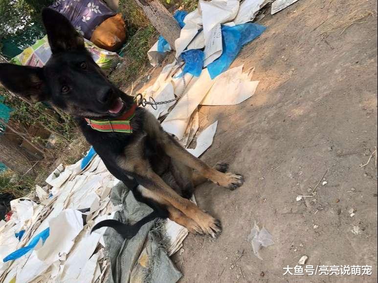 网友养的小狗开始“服役”了，开始总是闹，现在表现还不错