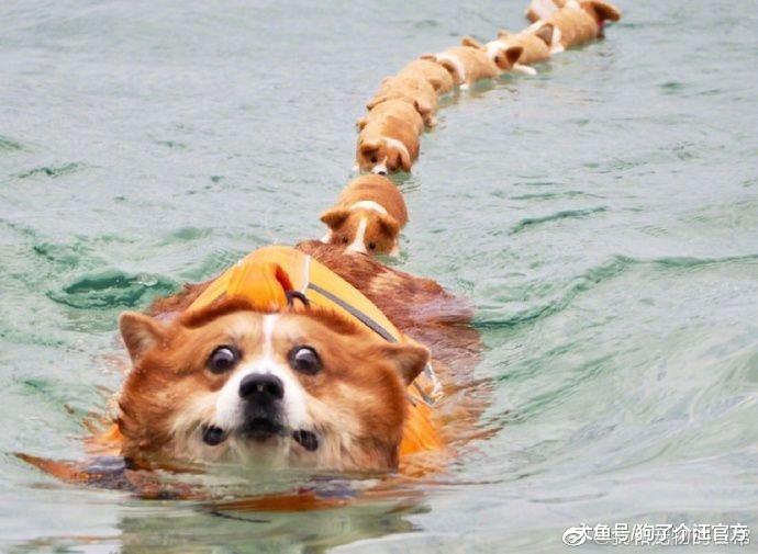 导盲犬服役3年后又见到养大自己的主人