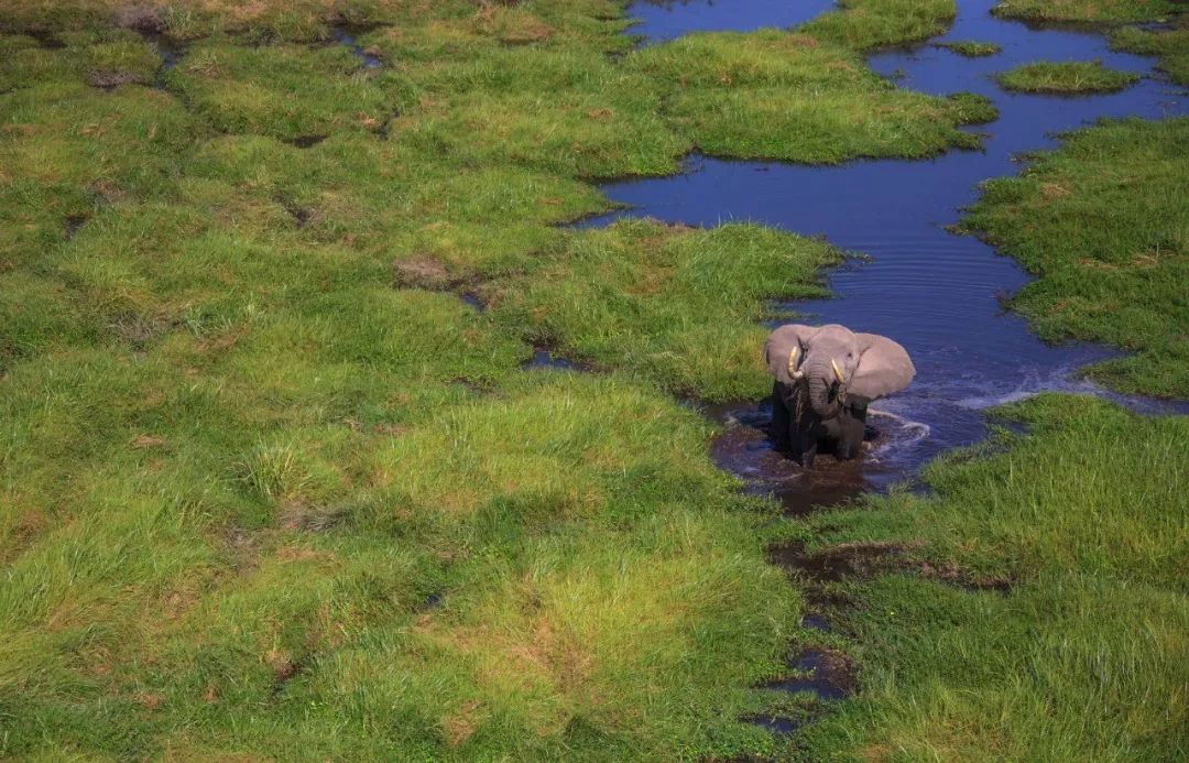 遭遇肯尼亚（一）跟着肖戈拍大象