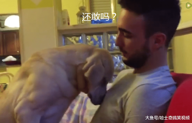 狗狗犯错被责骂，结果扑到主人怀里撒娇，以后真的不敢了