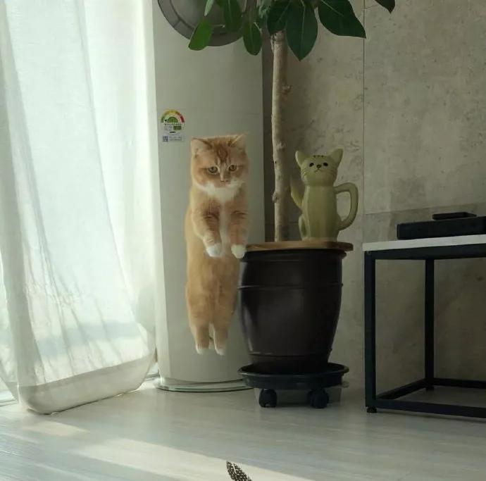 教大家如何分开两只猫，一步到位百试百