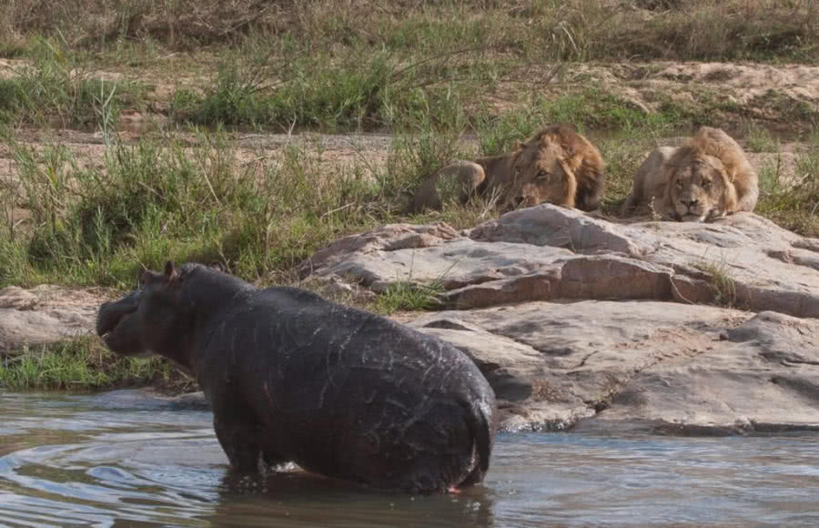 两只雄狮偷袭河马，跳到河马背上无处下口，河马暴怒之下发起反击