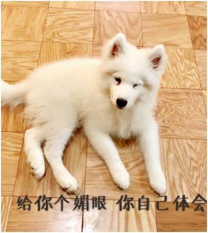 看似強壯威猛的薩摩耶，可是它的內心，卻超級喜歡撒嬌