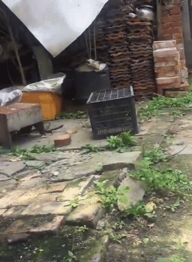 网友回老家想撸小奶狗，设下陷阱抓狗崽，狗：你不要过来……