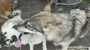 二哈跟3只狼犬生活，为了能“保命”，它连面子都不要了