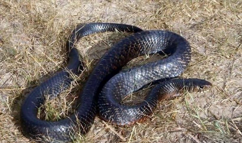 王蛇，又名皇帝蛇