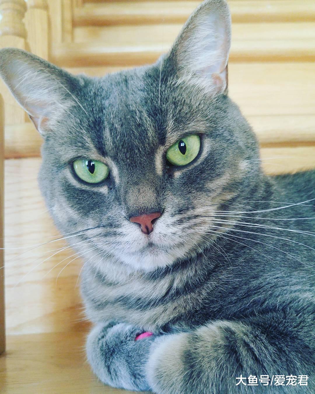 猫咪突然在家里乱尿尿了，是什么原因？该怎么办？
