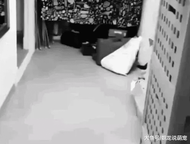 主人骗猫吃柠檬，当看到猫咪的表情，让网友们哭笑不得！