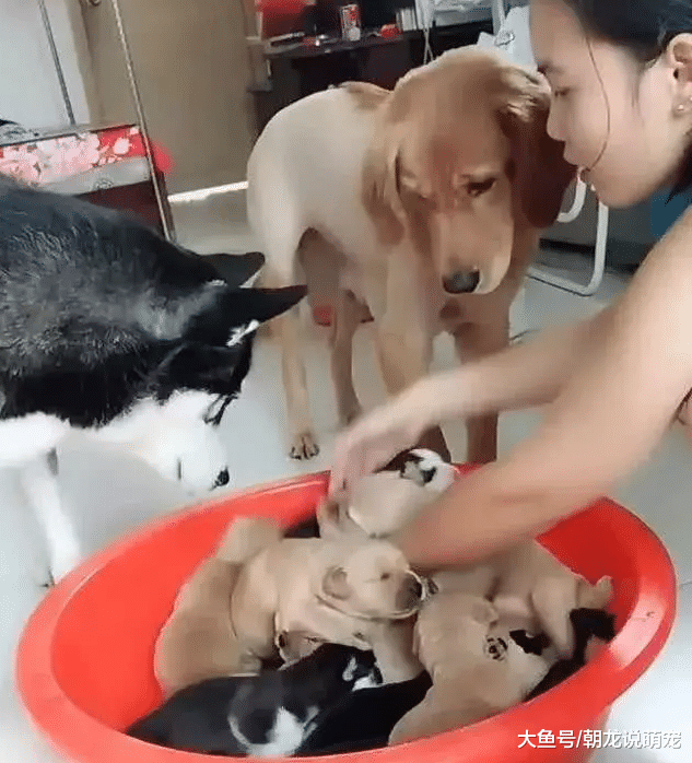 二哈和金毛同时生宝宝，主人就拿小狗测试，它们是否能认出自己孩子