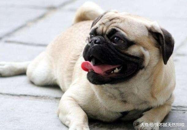 如何饲养巴哥？5大禁忌绝不能犯！