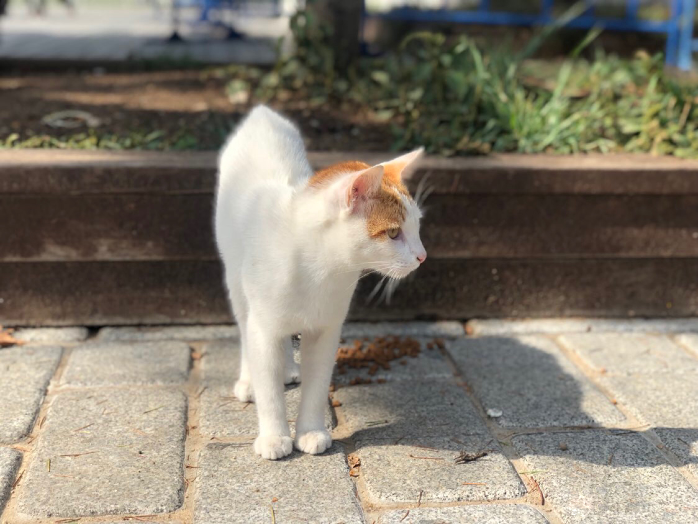 资深猫奴携神秘东方猫粮赴土耳其援猫！太壮观了，感受下……