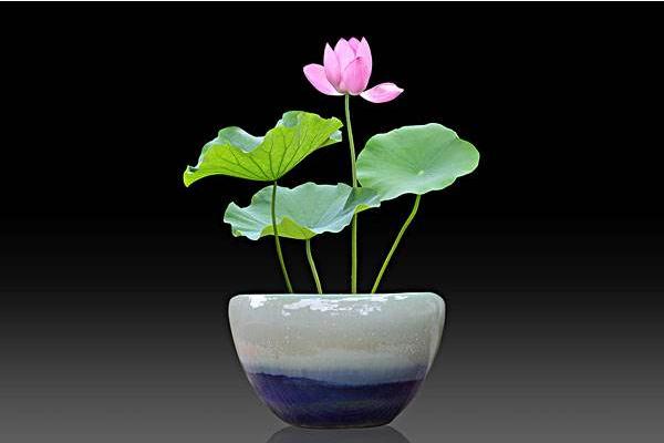 感觉阳台客厅空荡荡？不如种上这些盆栽置物，让家里充满色彩，美观又好看